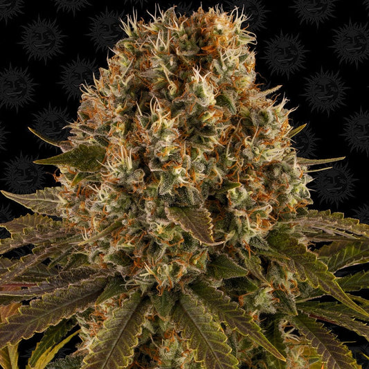 Barney's Farm Strawberry Lemonade