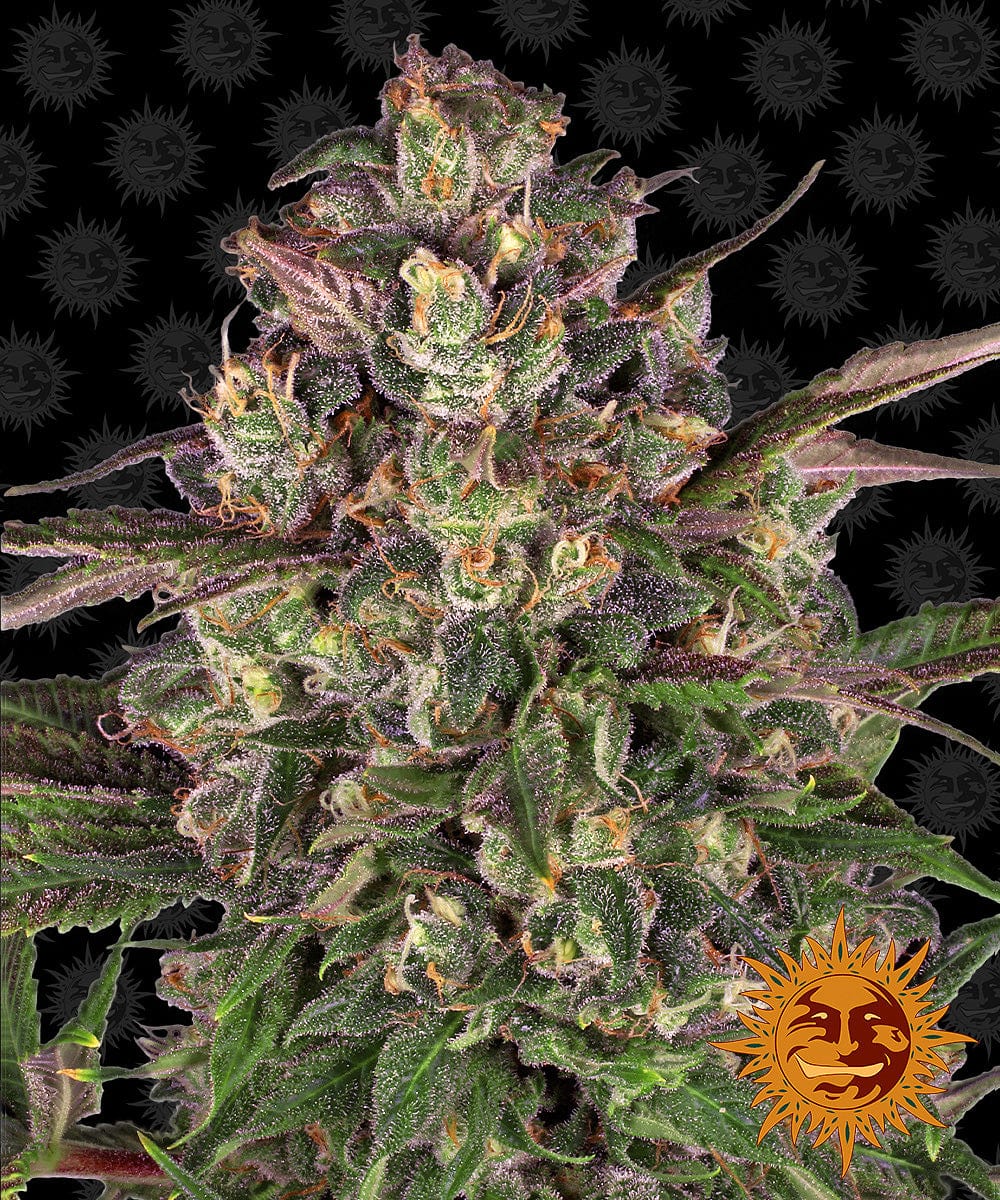 Barney's Farm Peyote Critical
