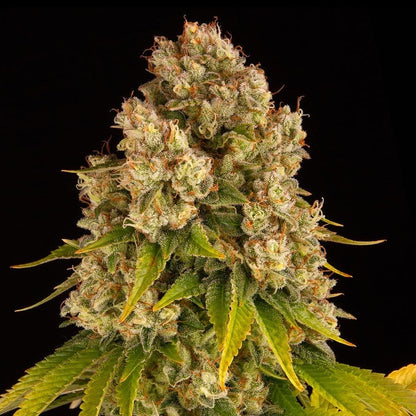 Cheese Auto Barney's Farm