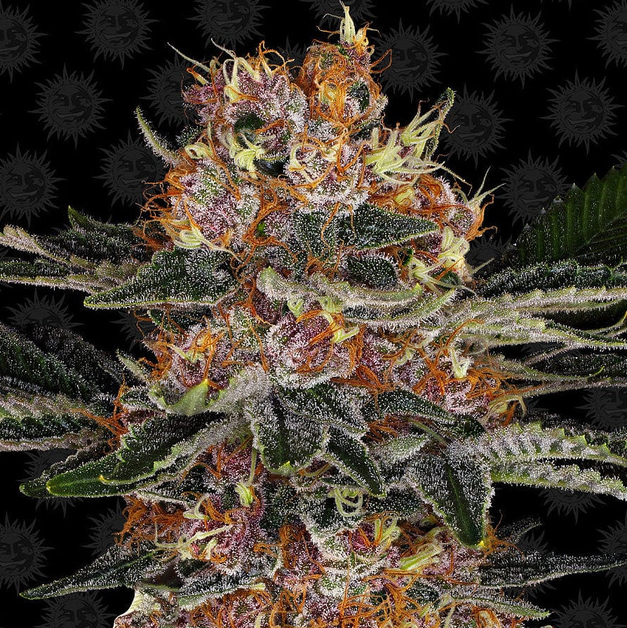 Barney's Farm Purple Punch Auto